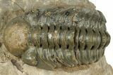 Detailed Reedops Trilobite - Atchana, Morocco #322270-1